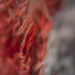 Cotton vs. Wool: An Honest Comparison (With No Hidden Agenda)